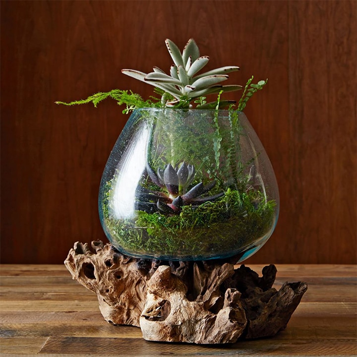 Wood and glass plant terrarium.