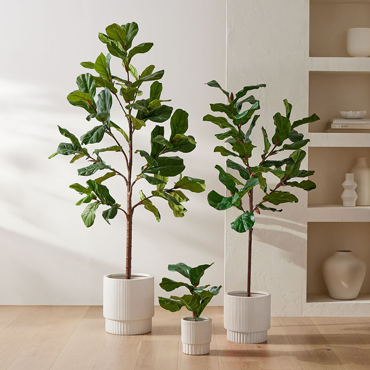Three faux fiddle fig leaf plants with white planters. 