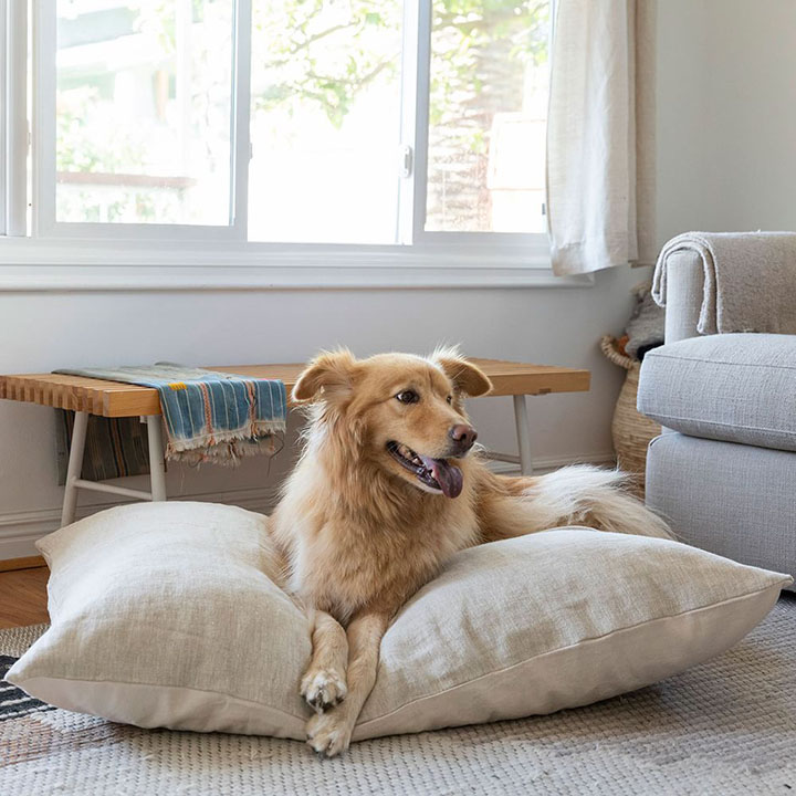 Golden dog on top of floor bed in pet sanctuary. 