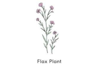 Flax Plant Illustation