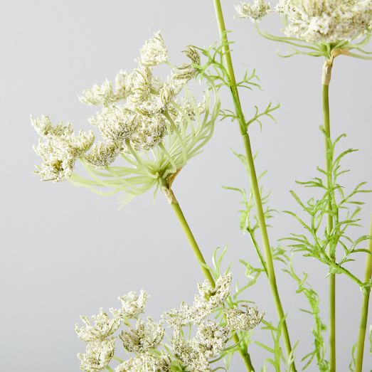 queen anne's lace flower