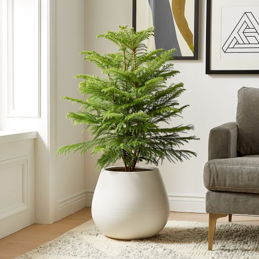 Live Norfolk Island Pine Plant In 10 Grower Pot