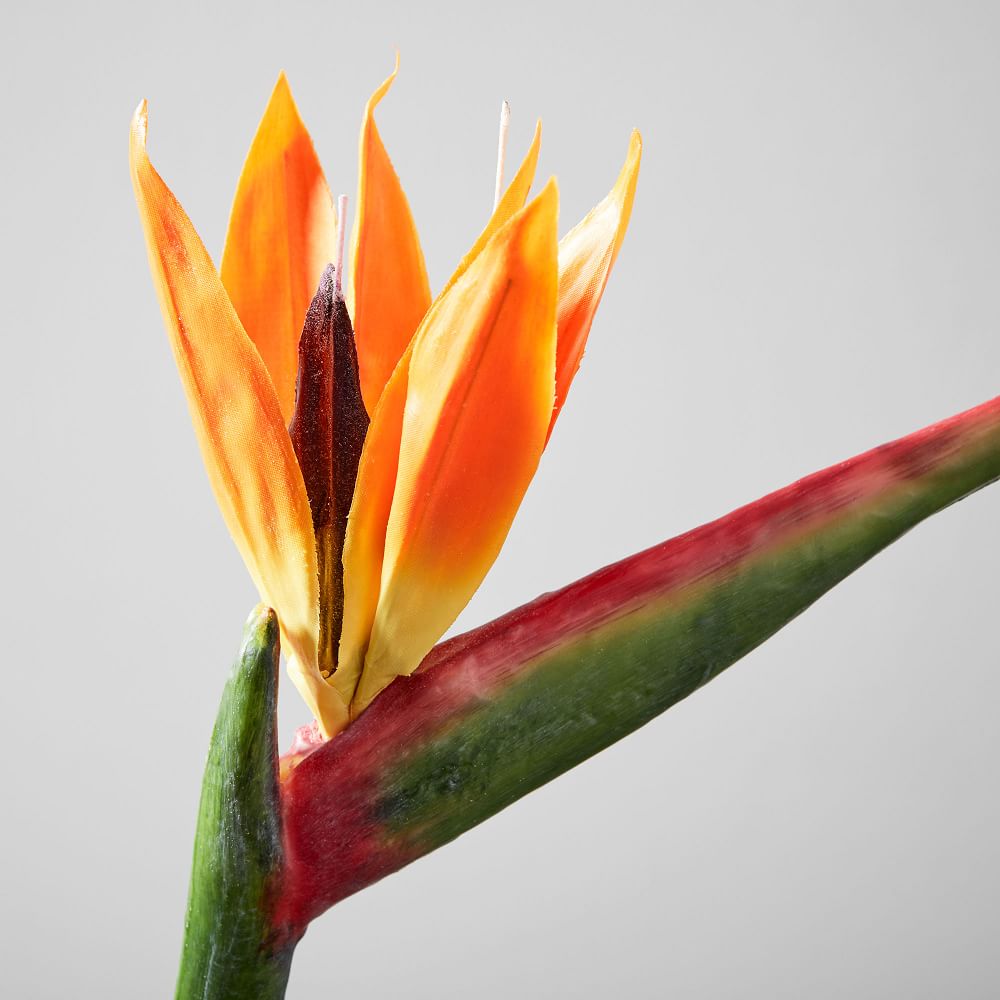 Faux Bird Of Paradise Stem West Elm