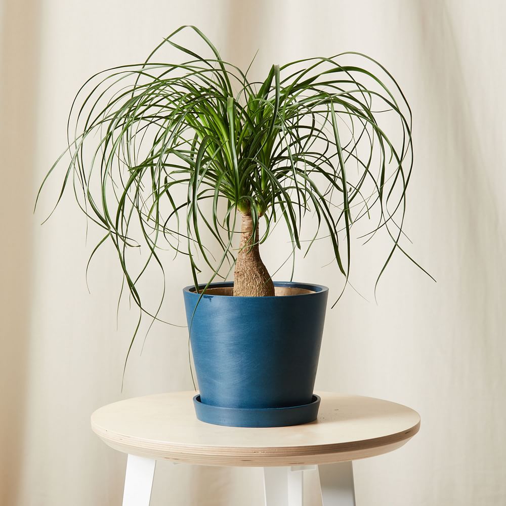 Bloomscape Live Ponytail Palm w/ Planter | West Elm