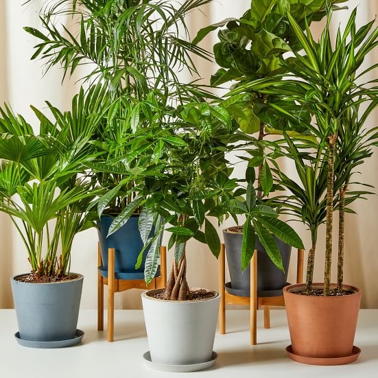 Bloomscape Live Bamboo Palm w/ Planter | West Elm