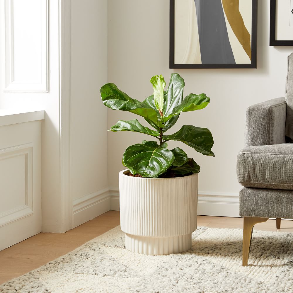 Live Ficus Plant w/ Grow Pot | West Elm