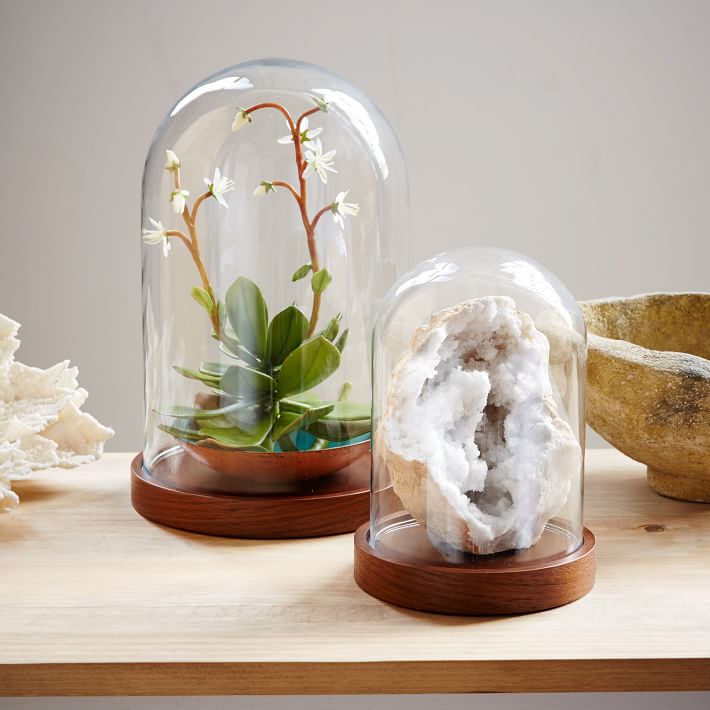 Wood And Glass Display Cloches West Elm