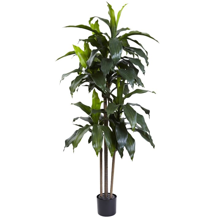 West Elm Faux Dracaena Plant