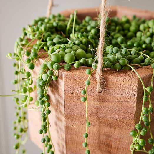 Live Succulent String of Pearls w/ Hanging Planter West Elm