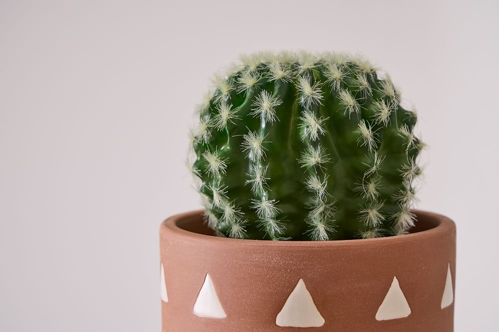 Faux Potted Powderpuff Cactus Plant West Elm