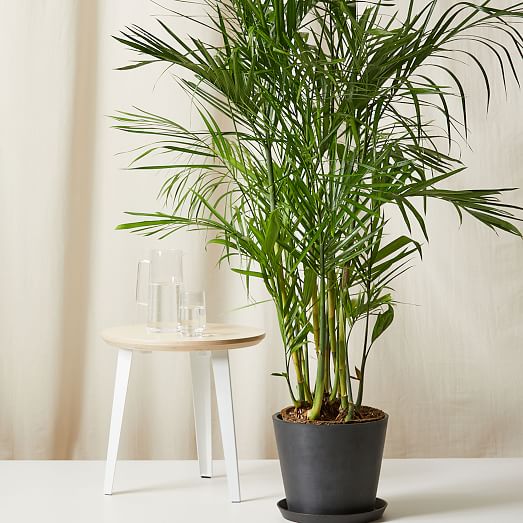 Bloomscape Live Bamboo Palm w/ Planter | West Elm