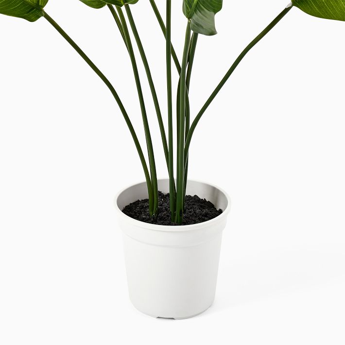 Faux Potted Bird Of Paradise Plant West Elm