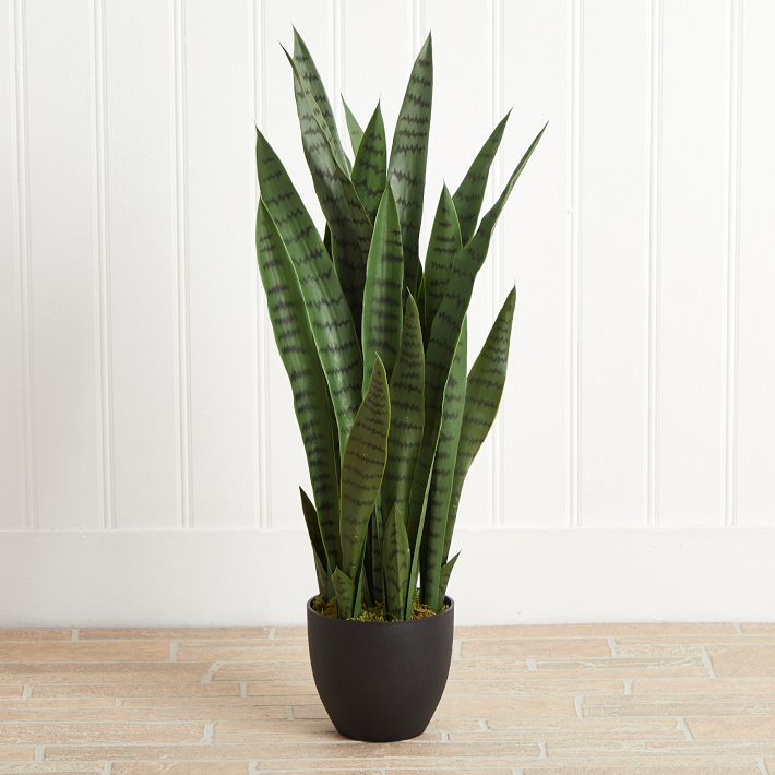 Faux Potted Sansevieria Plant | West Elm