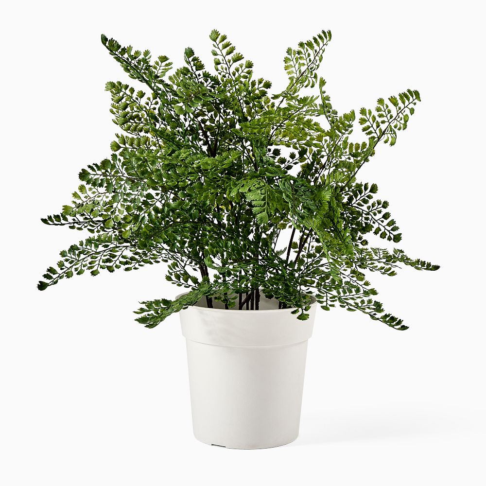 Faux Potted Maidenhair Fern Plant West Elm