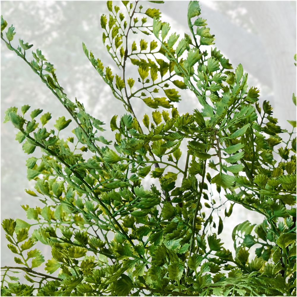 Faux Potted Maidenhair Fern Plant West Elm