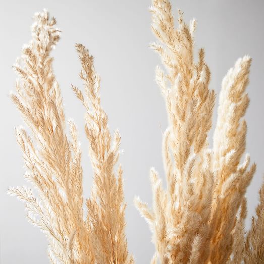 Dried Hardy Pampas Grass | West Elm