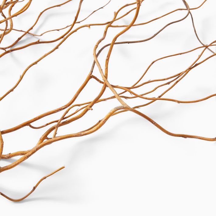 Dried Curly Willow Branches (Set of 12) West Elm