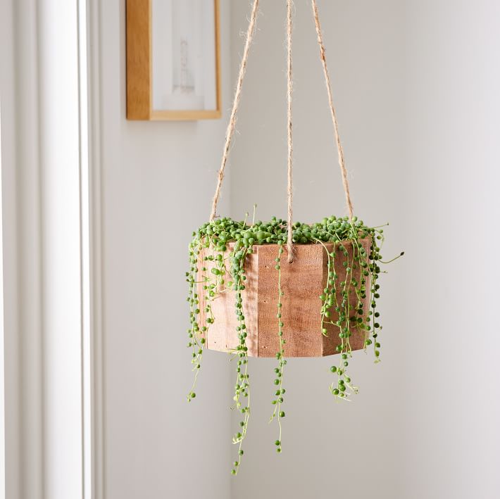 Live Succulent String of Pearls w/ Hanging Planter West Elm