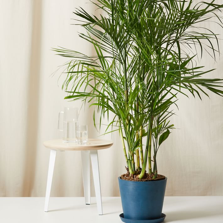 Bloomscape Live Bamboo Palm w/ Planter | West Elm