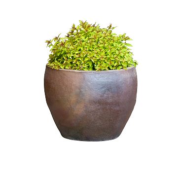 Terracotta Bergs Pot - Magnolia