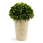 Faux Boxwood | West Elm