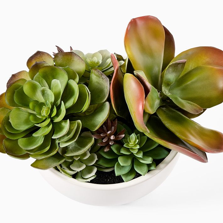 Faux Potted Succulent Arrangement w/ Planter West Elm