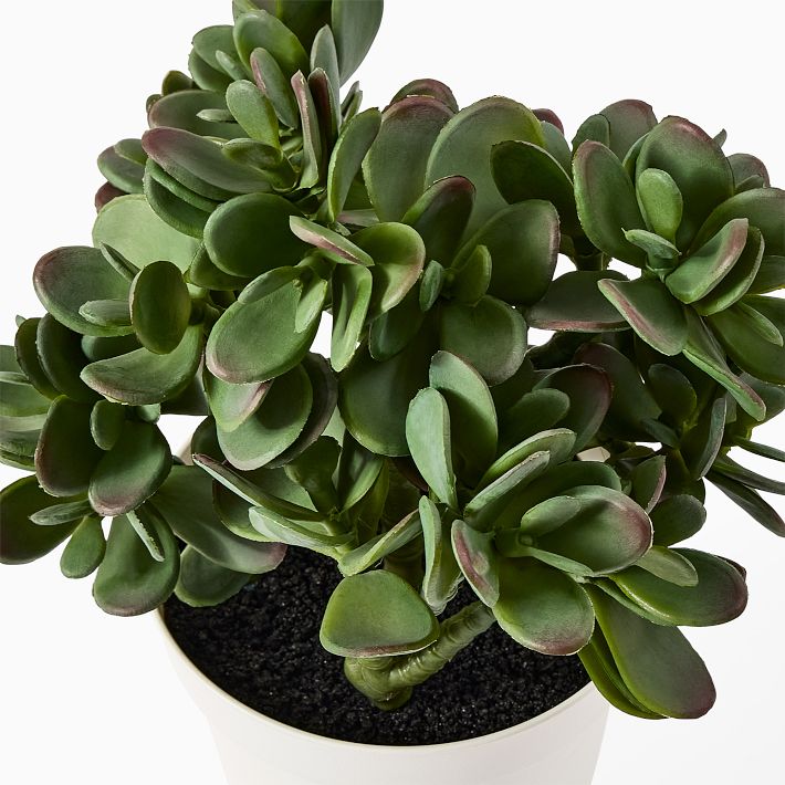 Faux Potted Jade Plant West Elm