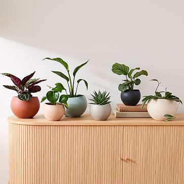 Organic Ceramic Tabletop Planters