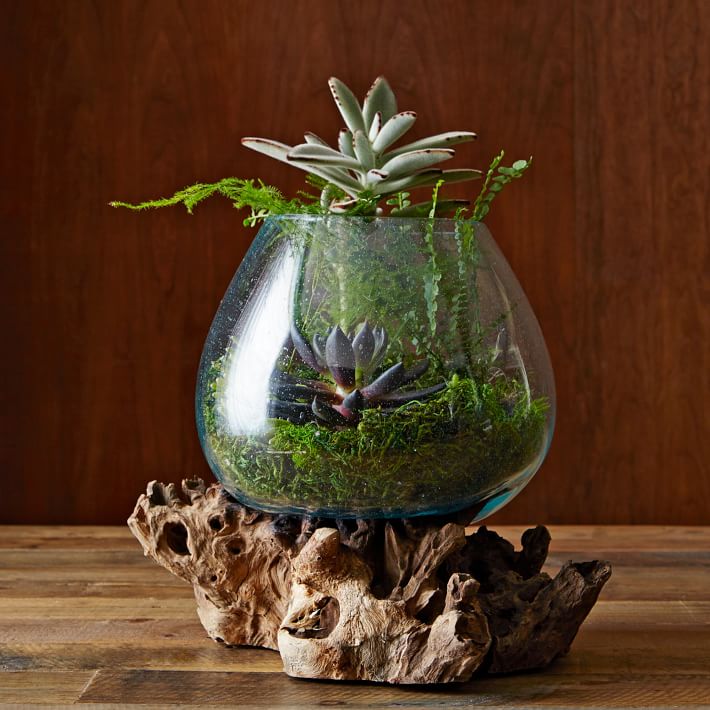 https://assets.weimgs.com/weimgs/ab/images/wcm/products/202342/0037/wood-recycled-glass-terrariums-o.jpg