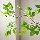 Faux Common Manzanita Bean Leaf Branch