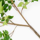 Faux Common Manzanita Bean Leaf Branch