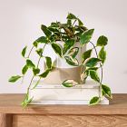 Faux Potted Hoya Plant