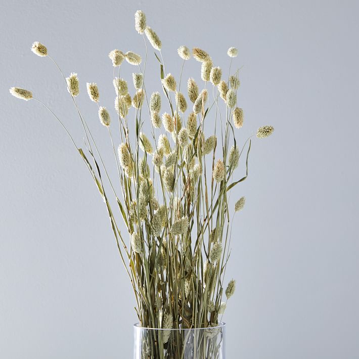 Dried White Canary Grass