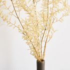 Dried Ivory Ruscus Branch