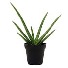 Live Aloe Vera Plant w/ Grow Pot