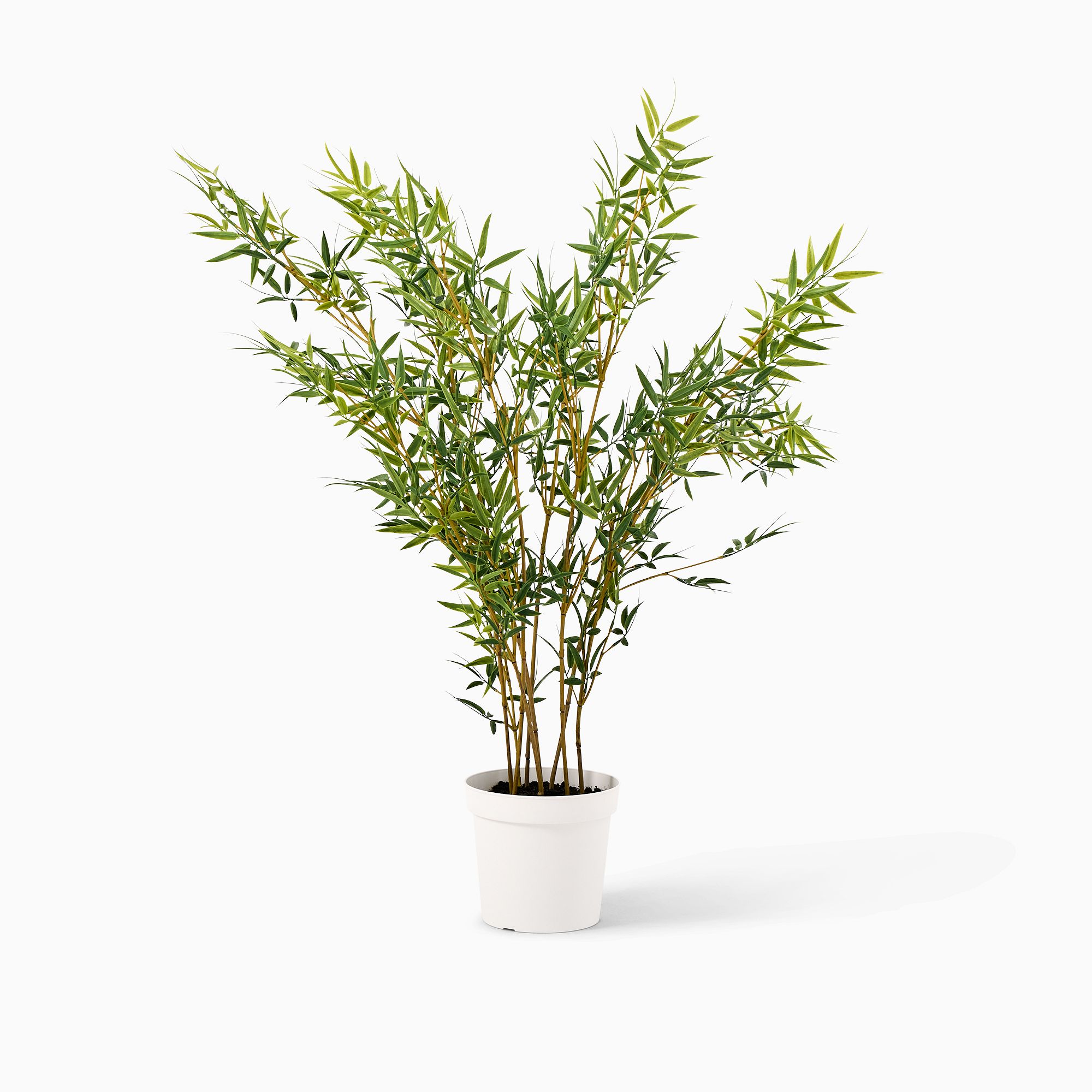 Faux Potted Bamboo Tree | West Elm