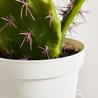 Faux Potted Flat Cacti Plant