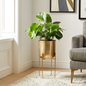 Live Monstera Plant w/ Grow Pot | West Elm