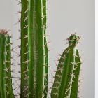 Faux Potted Cactus Plant &amp; Large Bishop Planter Bundle