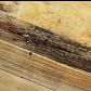 Video 2 for Emmerson&#174; Reclaimed Wood Rectangle Coffee Table (42&quot;)