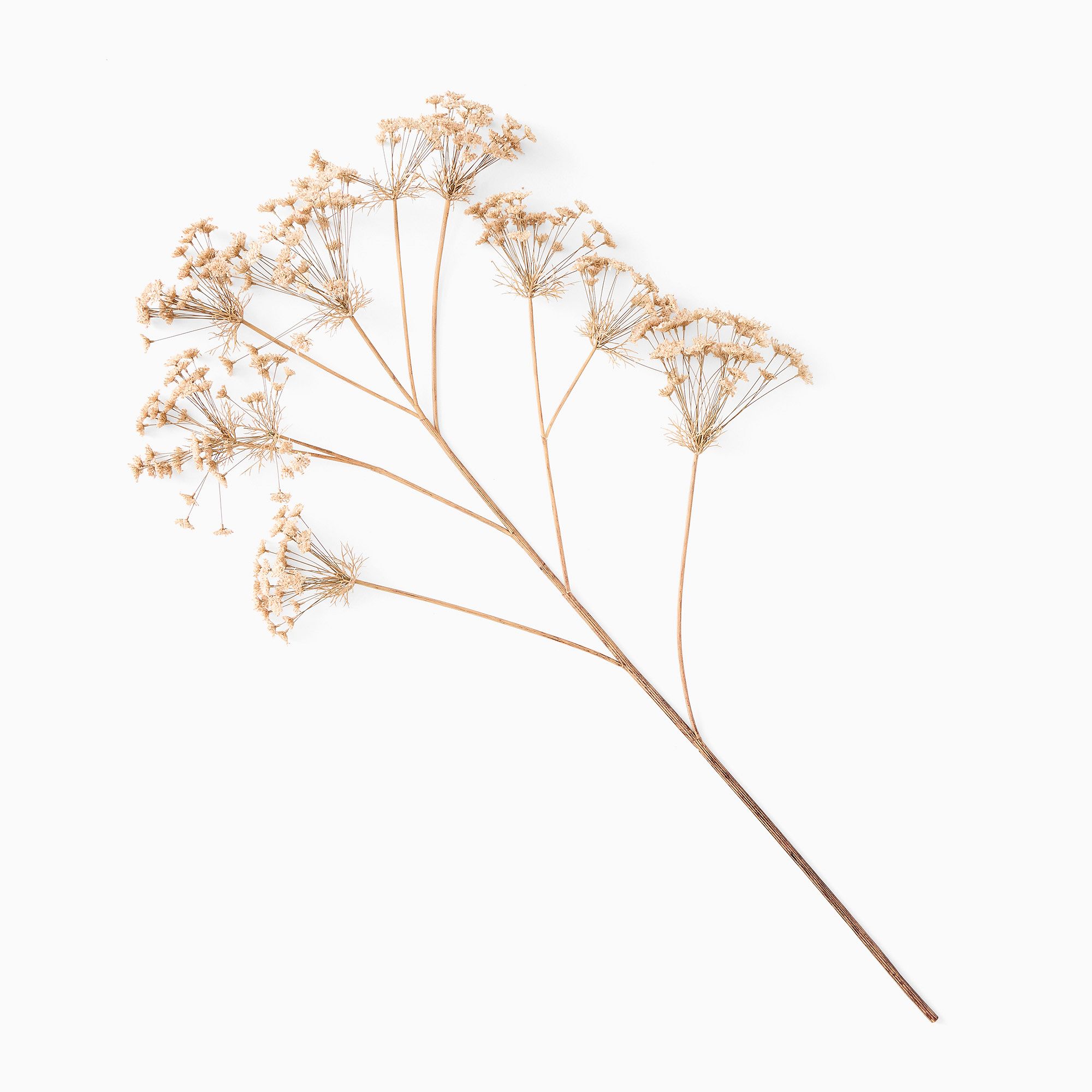 Faux Oversized Queen Anne's Lace Branch | West Elm