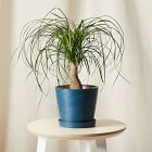 Bloomscape Live Ponytail Palm w/ Planter