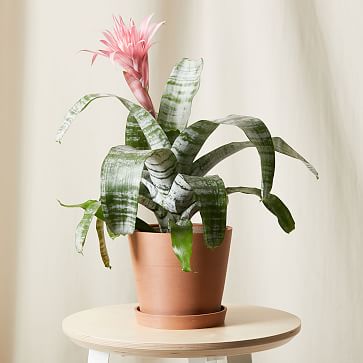 Bloomscape Live Pink Bromeliad Aechmea Plant w/ Planter | West Elm