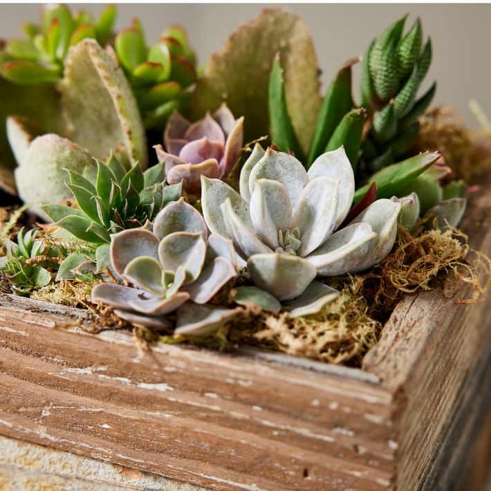 Live succulent arrangement in store wooden box