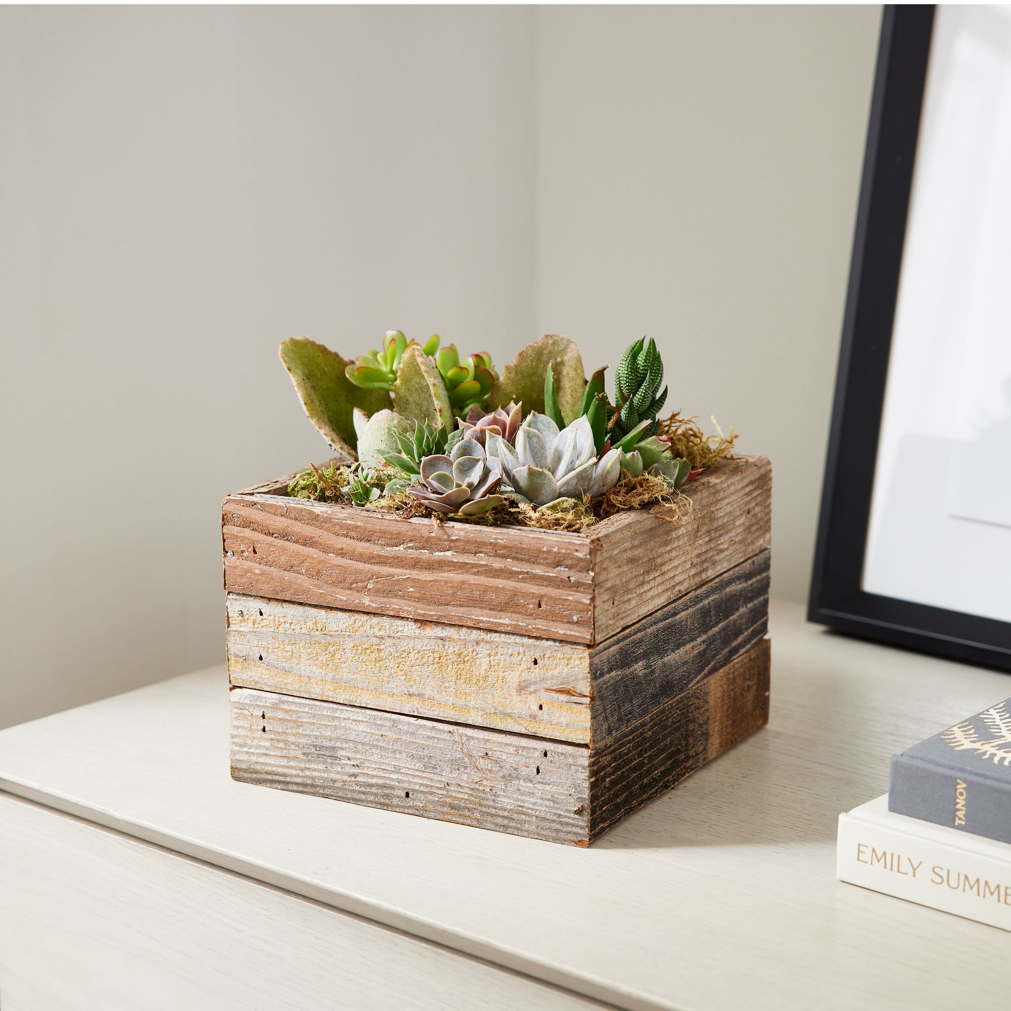 Live Succulents w/ Reclaimed Wood Planter | West Elm