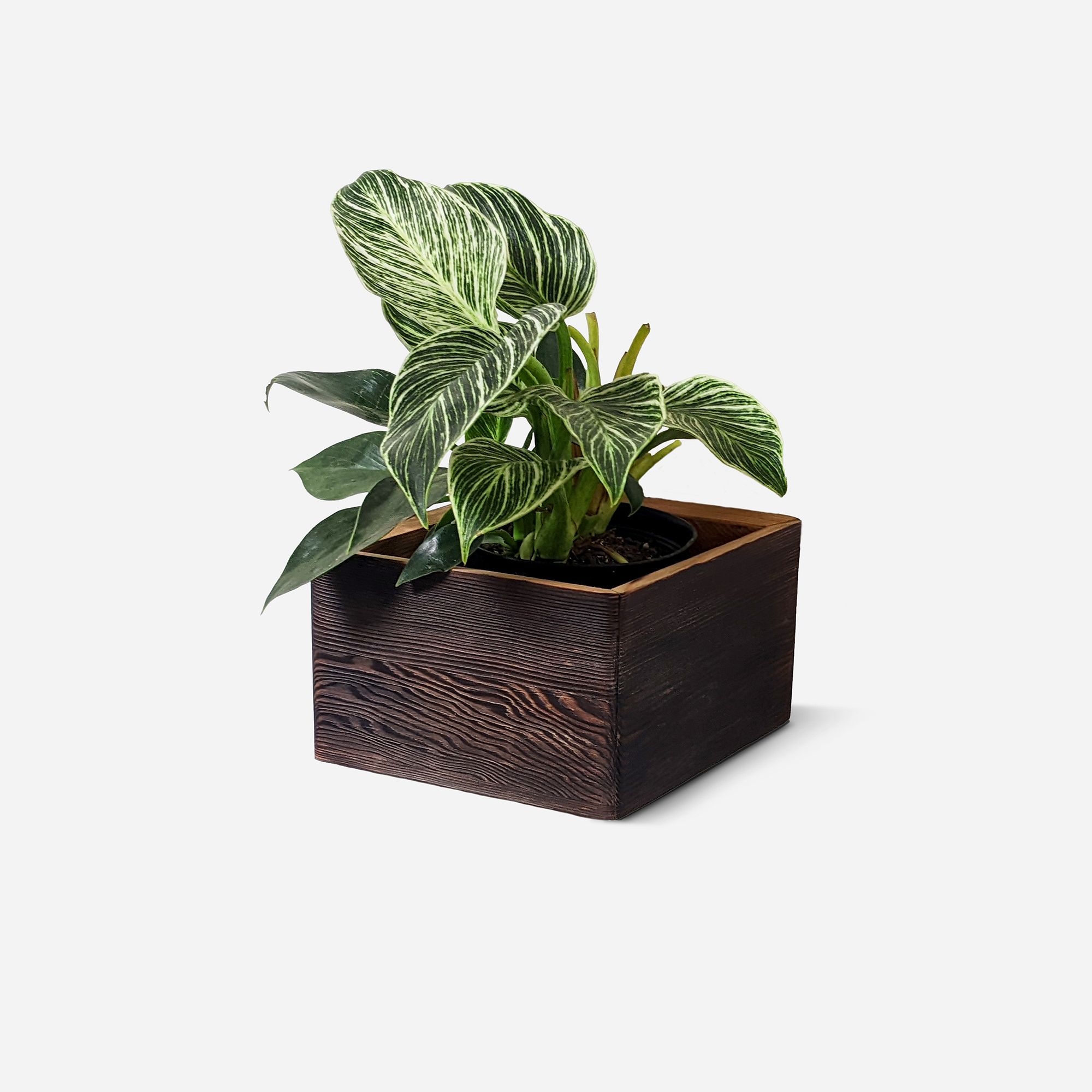 Formr Diamond Self-Watering Planter | West Elm