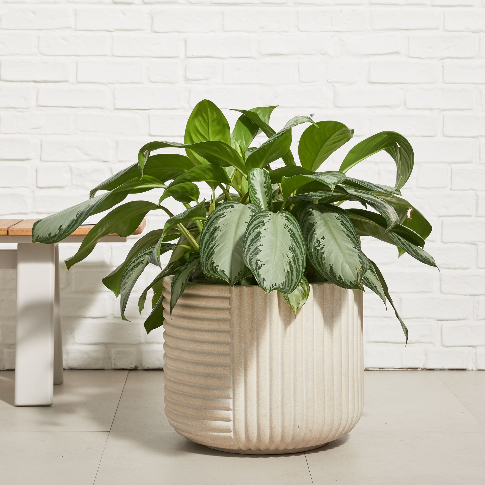 Cecilia Ficonstone Indoor/Outdoor Planters | West Elm