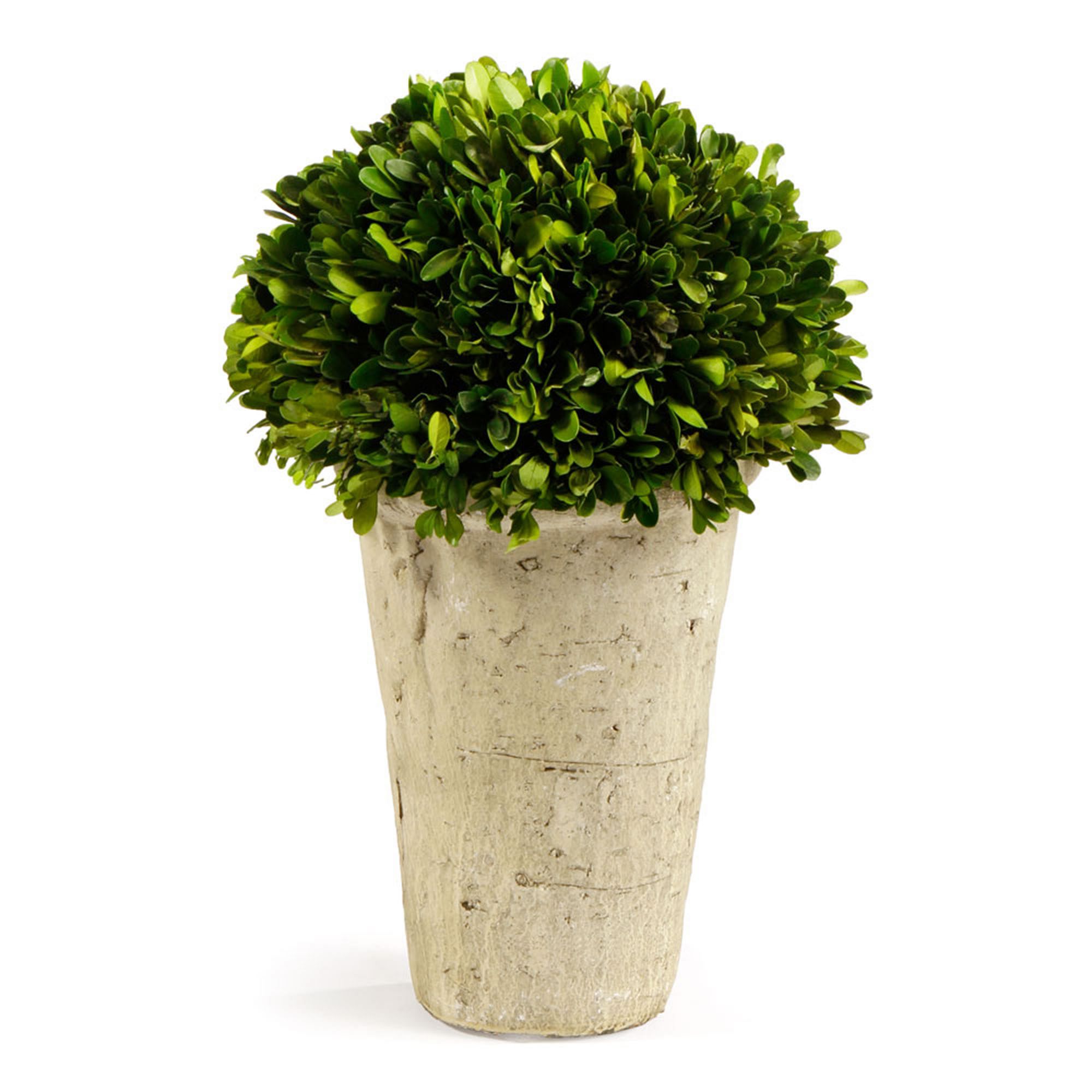 Faux Boxwood | West Elm