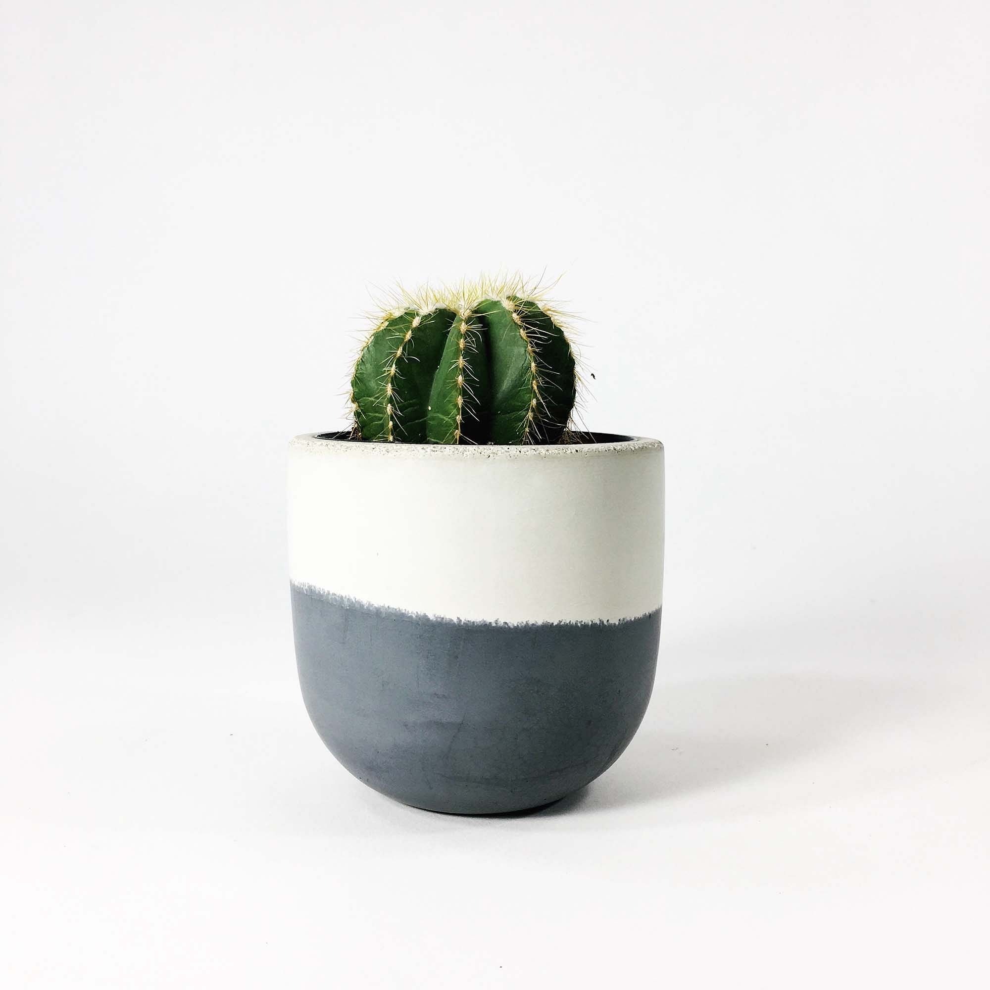 SETTLEWELL Concrete Bowl Planters | West Elm