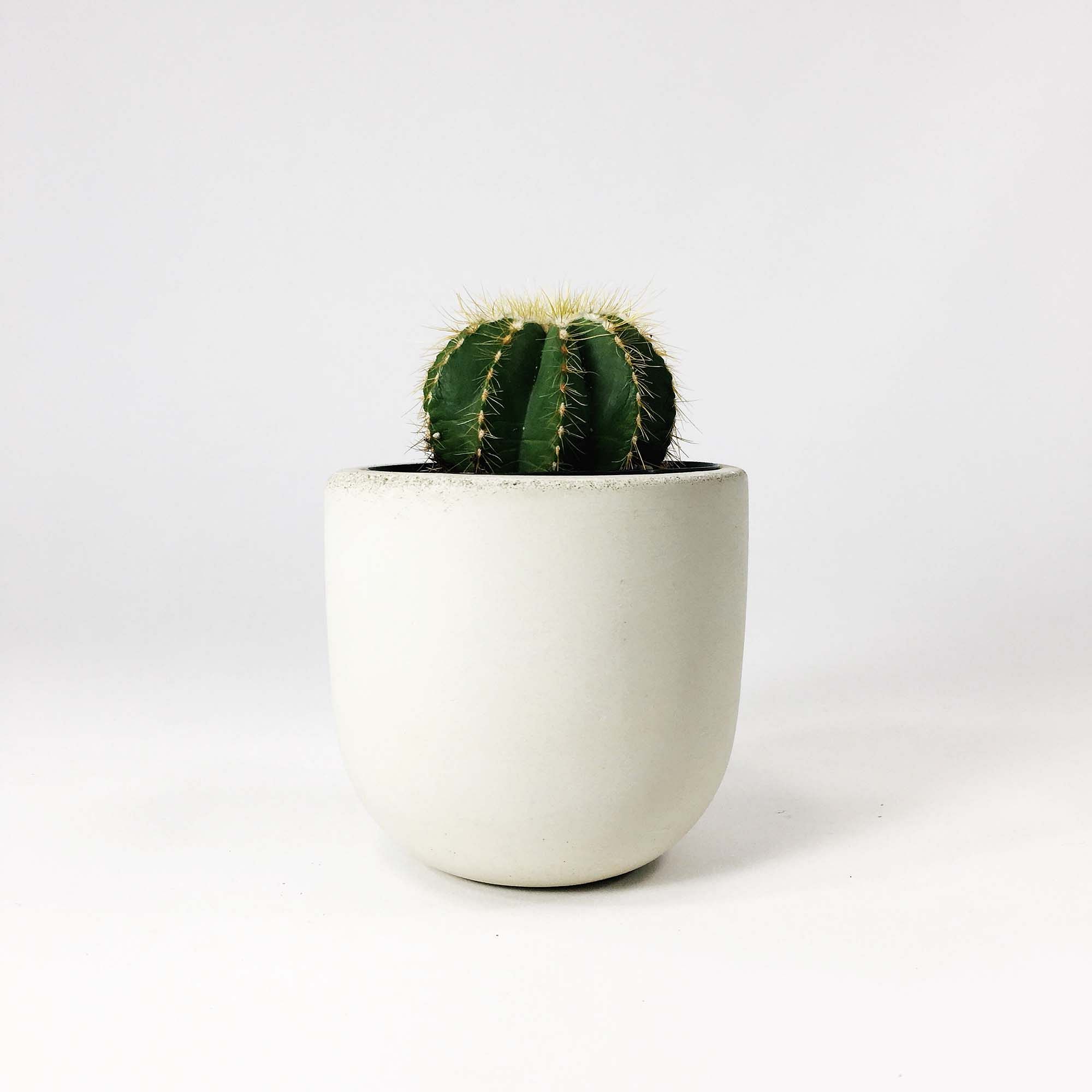 SETTLEWELL Concrete Bowl Planters | West Elm